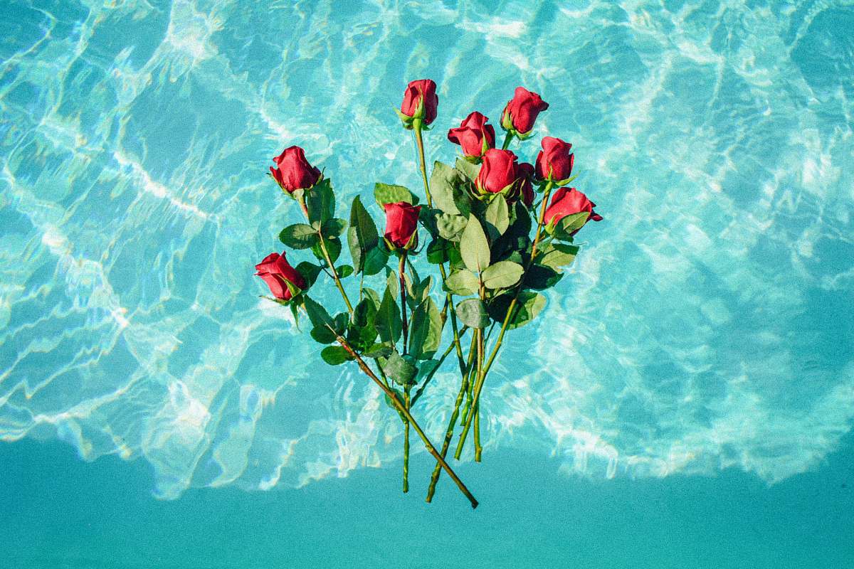 blossom red roses on teal background rose