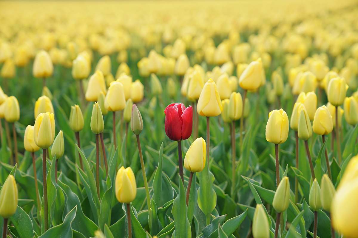 flora red tulip flower in yellow tulip field tulip