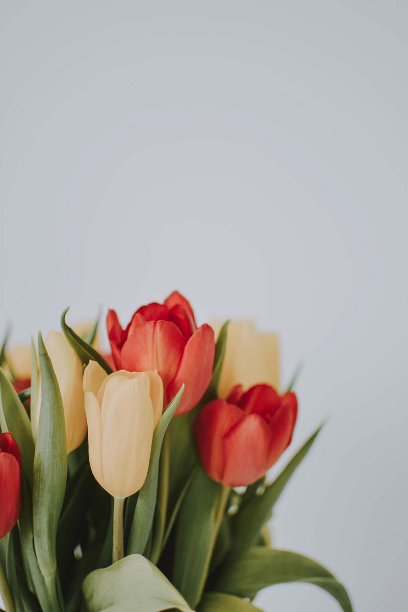 plant red tulips tulip
