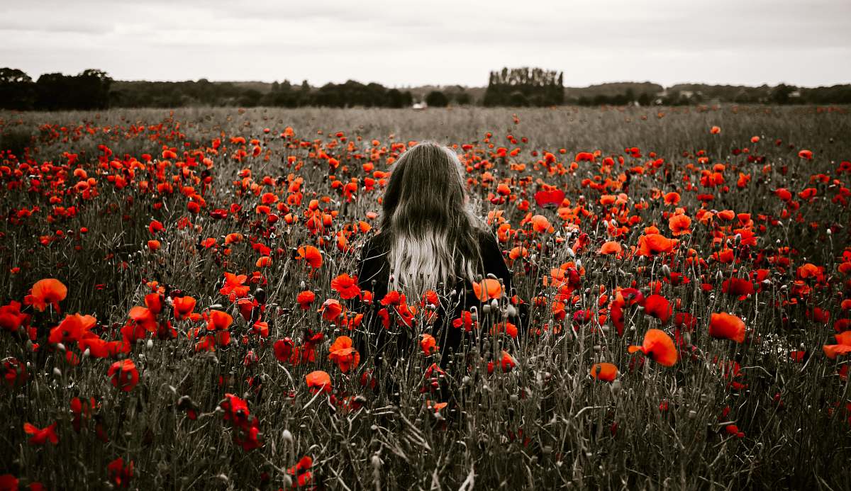 field selective-color photo of red flowers plant