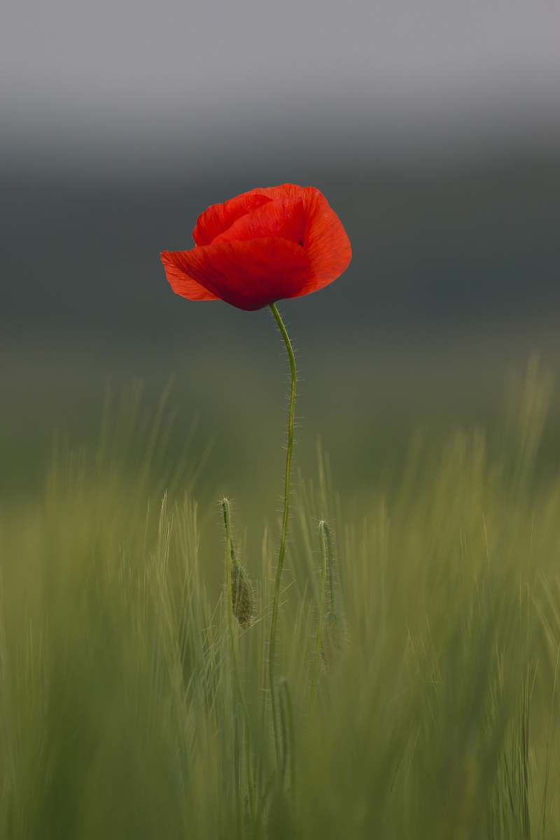 blossom selective focus of common poppy flower poppy