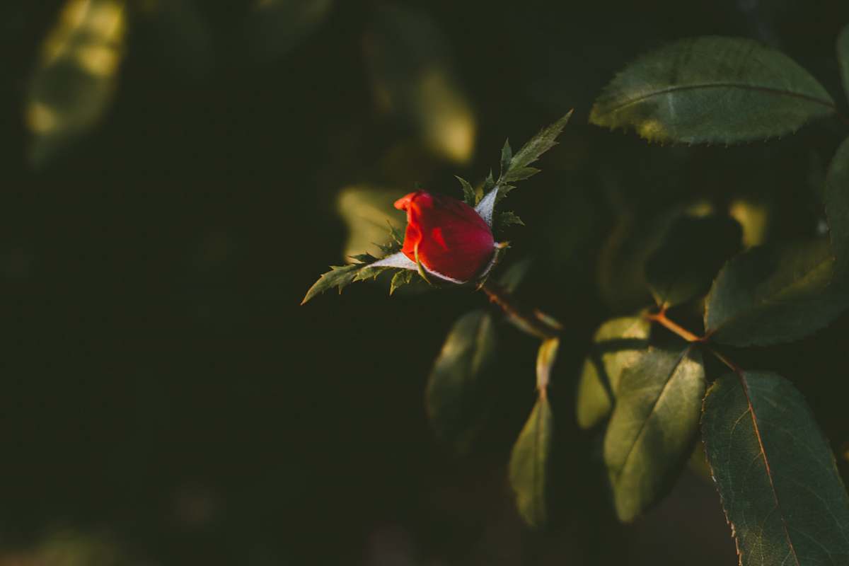 plant selective focus of rose bud rose