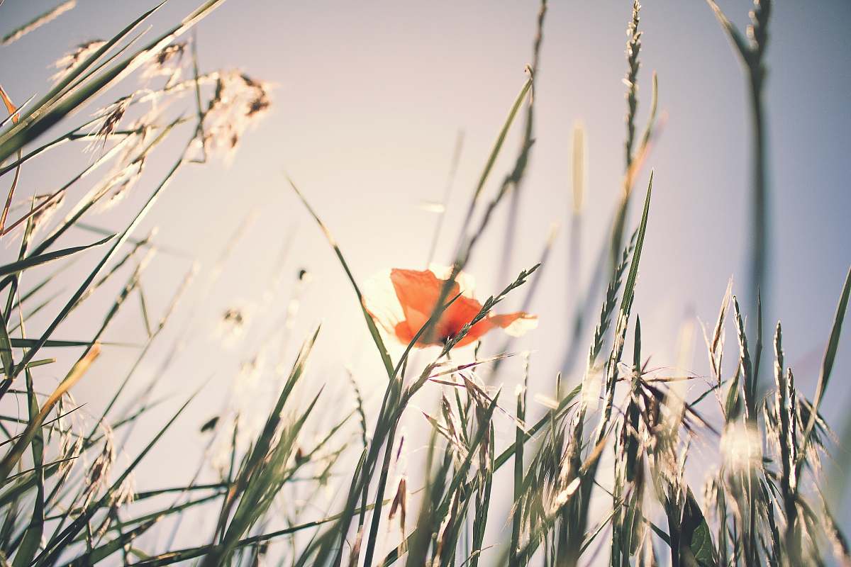 grass selective focus photo of orange petaled flower surrounded by grass poppy