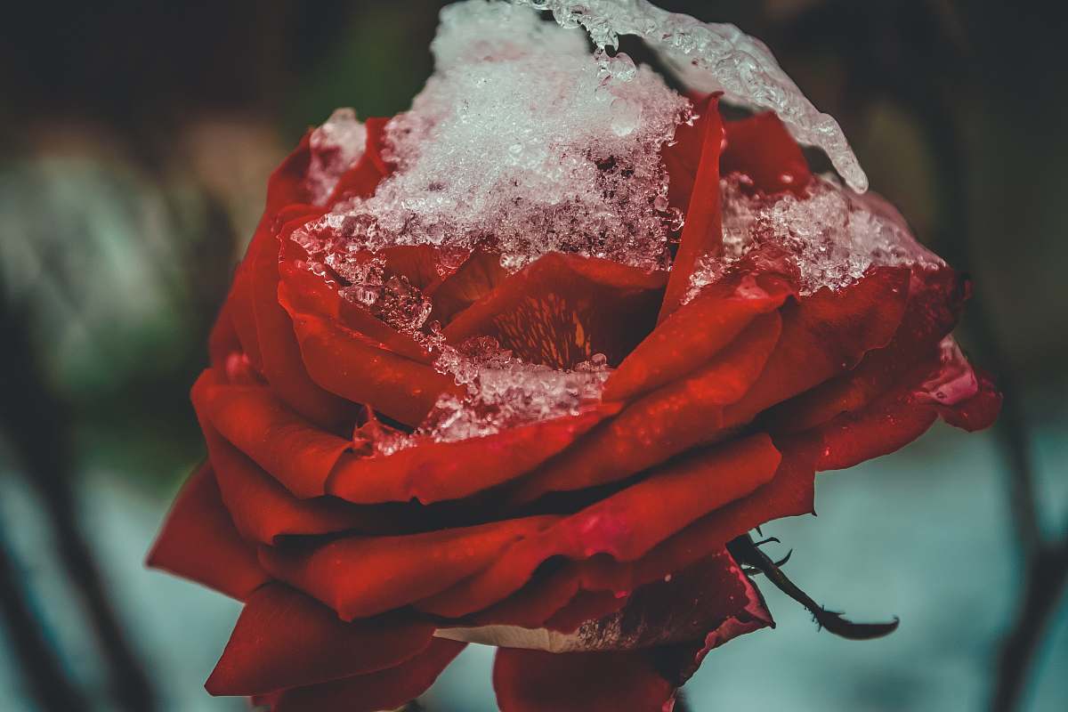 rose selective focus photo of red rose flower blossom