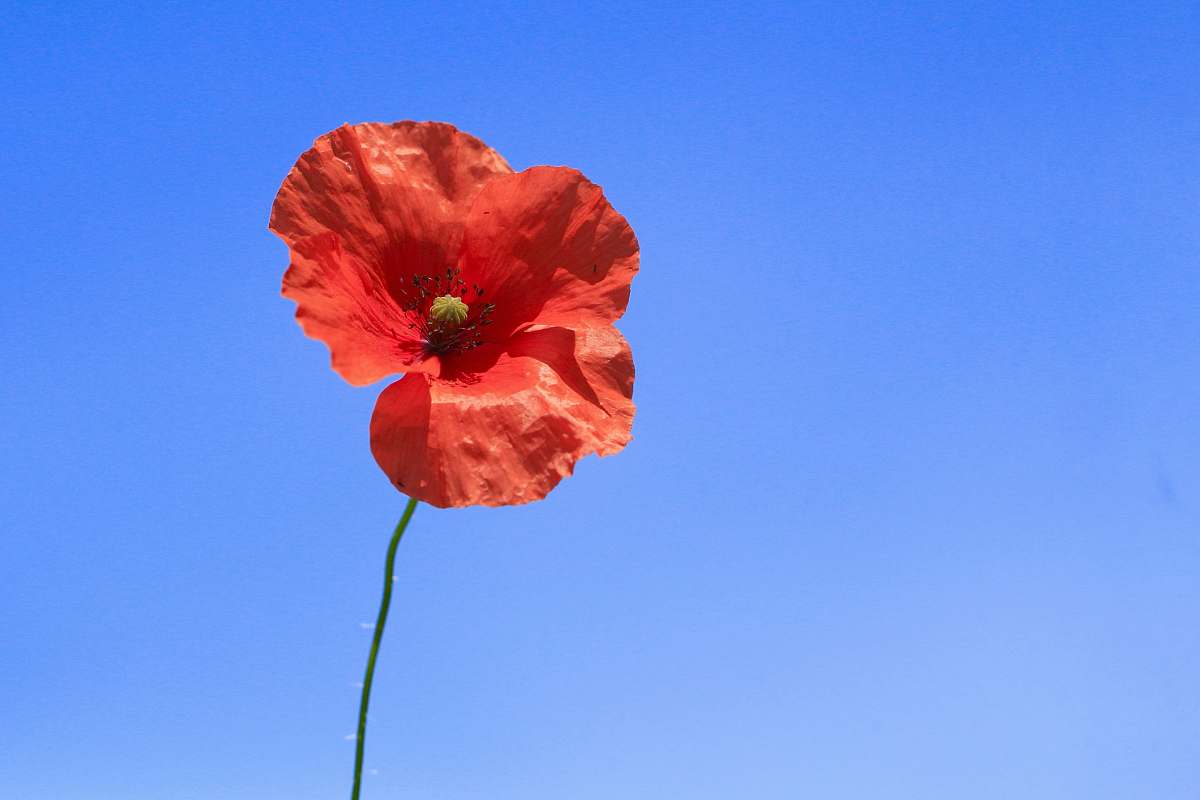 poppy selective focus photography of orange petaled flower blossom