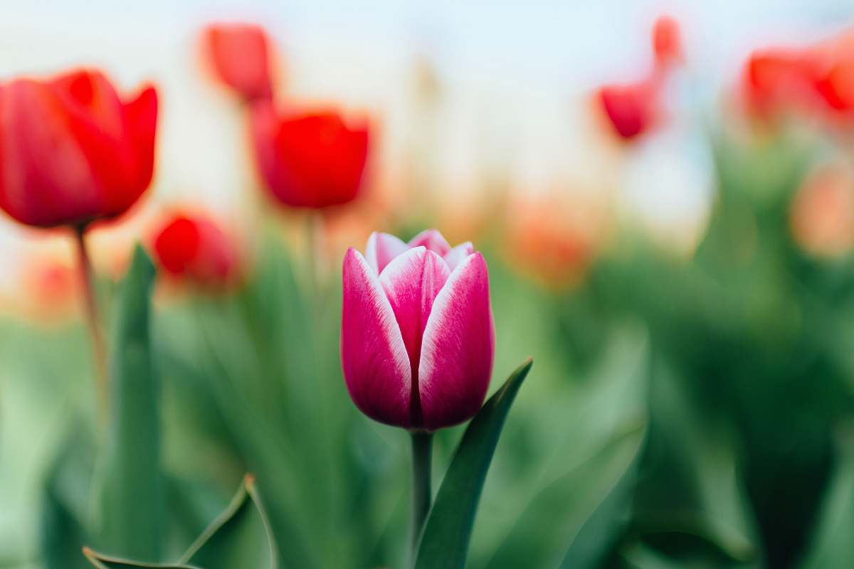plant selective focus photography of pink flower tulip