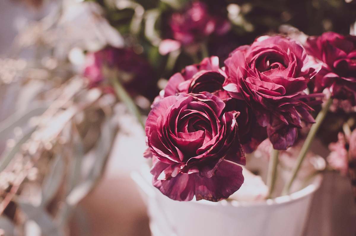 floral selective focus photography of red carnation flowers purple