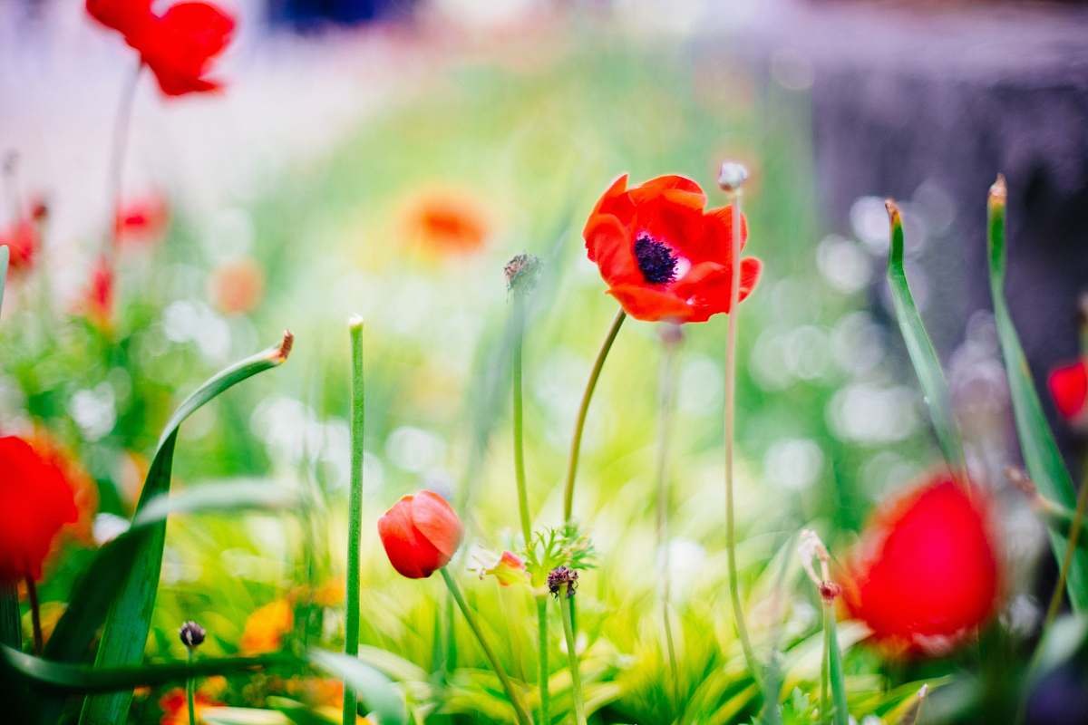 poppy selective focus photography of red petaled flower yokohama