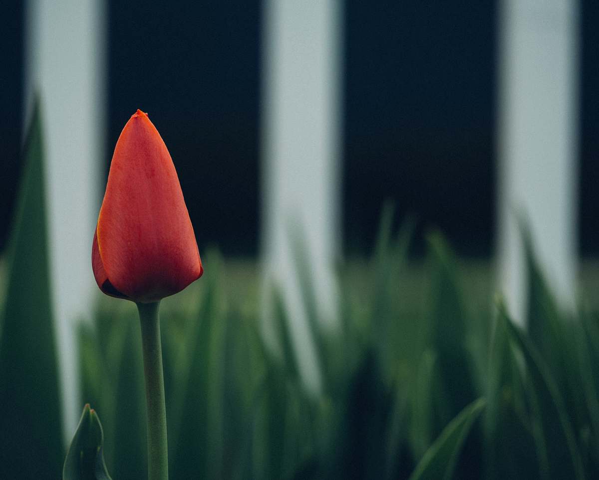 plant selective focus photography of red tulip flower tulip