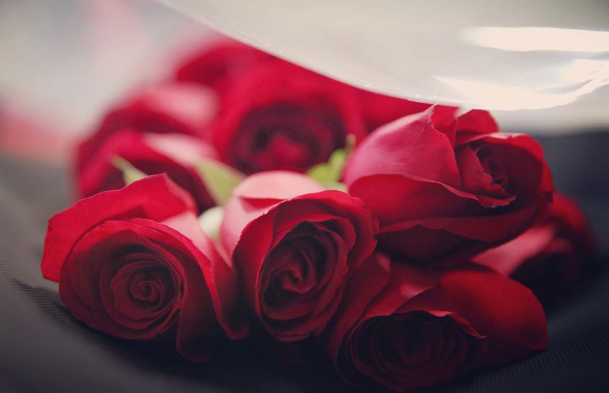 red selective focus photography of roses roses