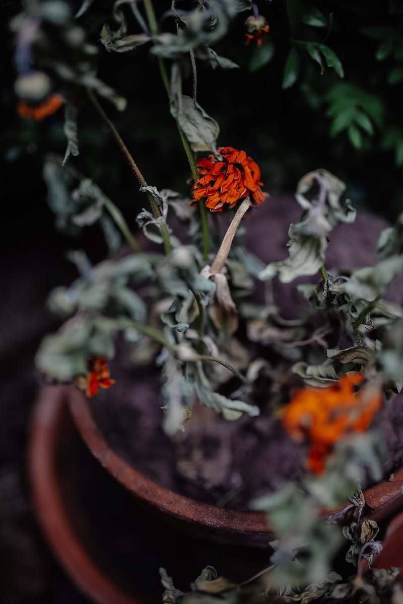 pot selective focus photography of withered red petaled flower flora