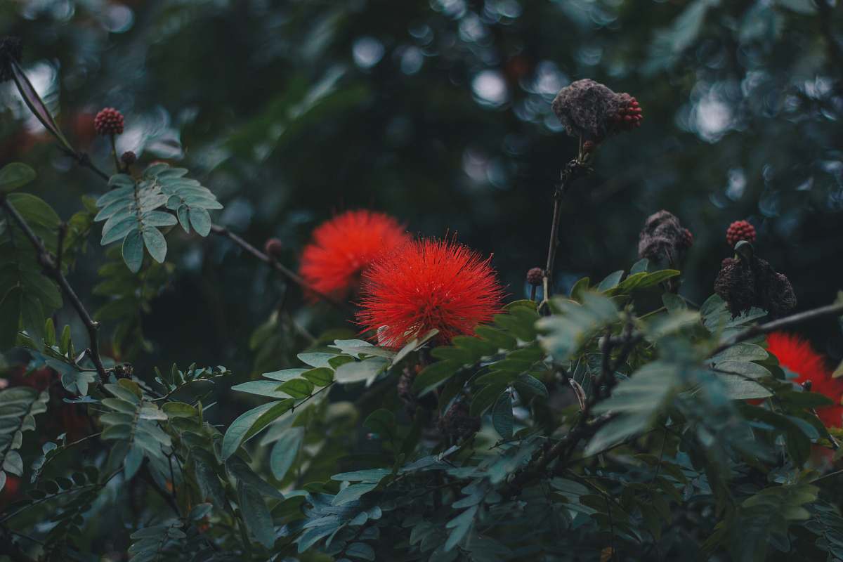 blossom shallow focus photo of red flowers plant