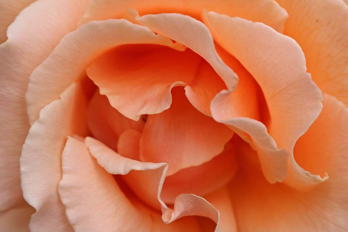petal shallow focus photography of orange flower flora