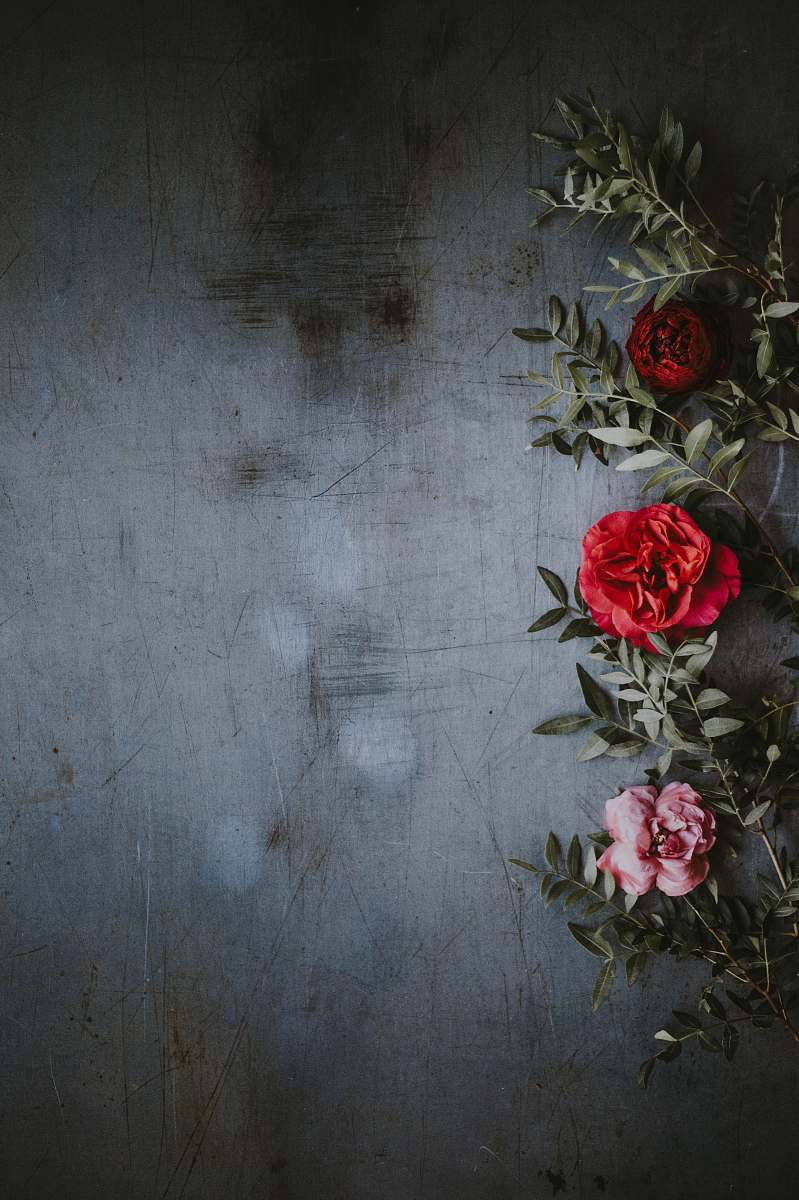plant shallow focus photography of red and pink roses background