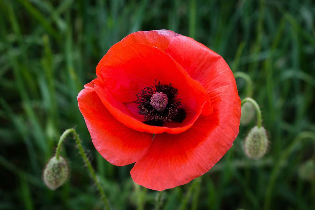 poppy shallow focus photography of red flower flora