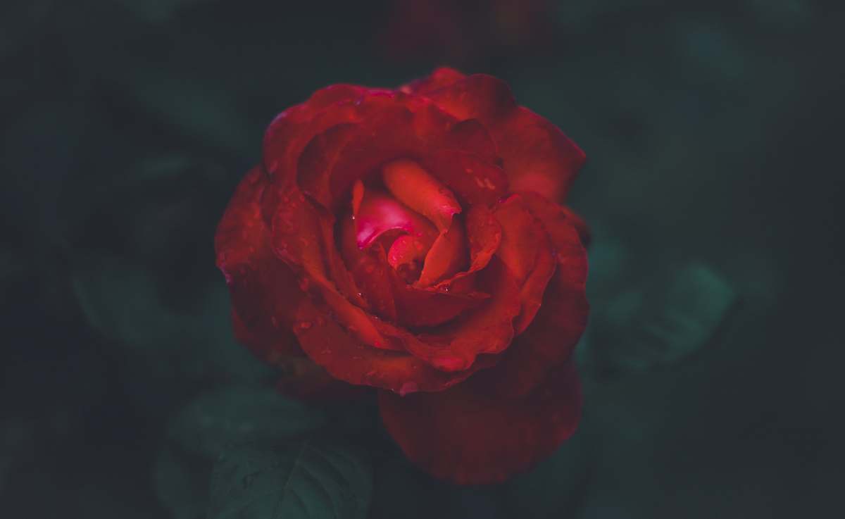 rose shallow focus photography of red rose human