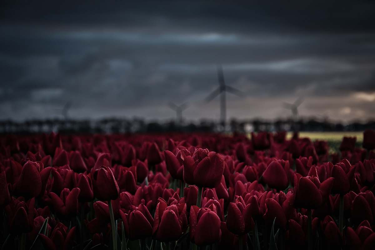 netherlands shallow focus photography of red tulip flowers tulip