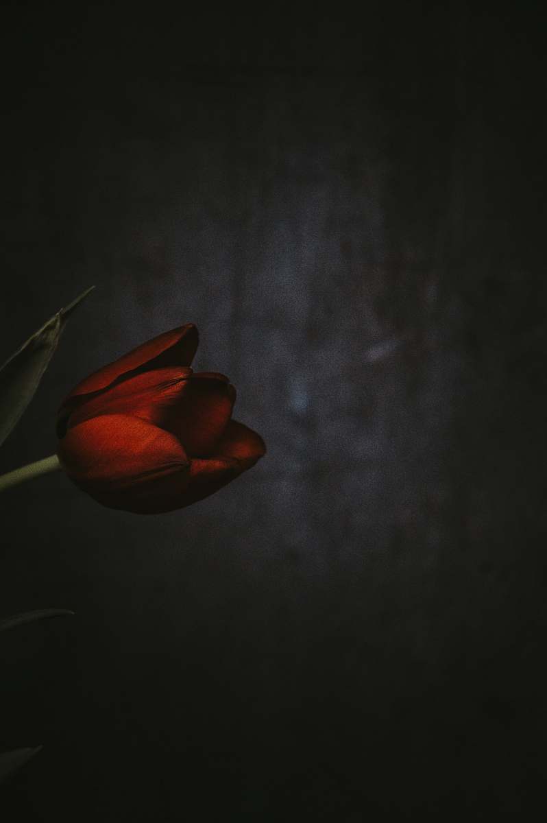 blossom shallow focus photography of red tulips bud
