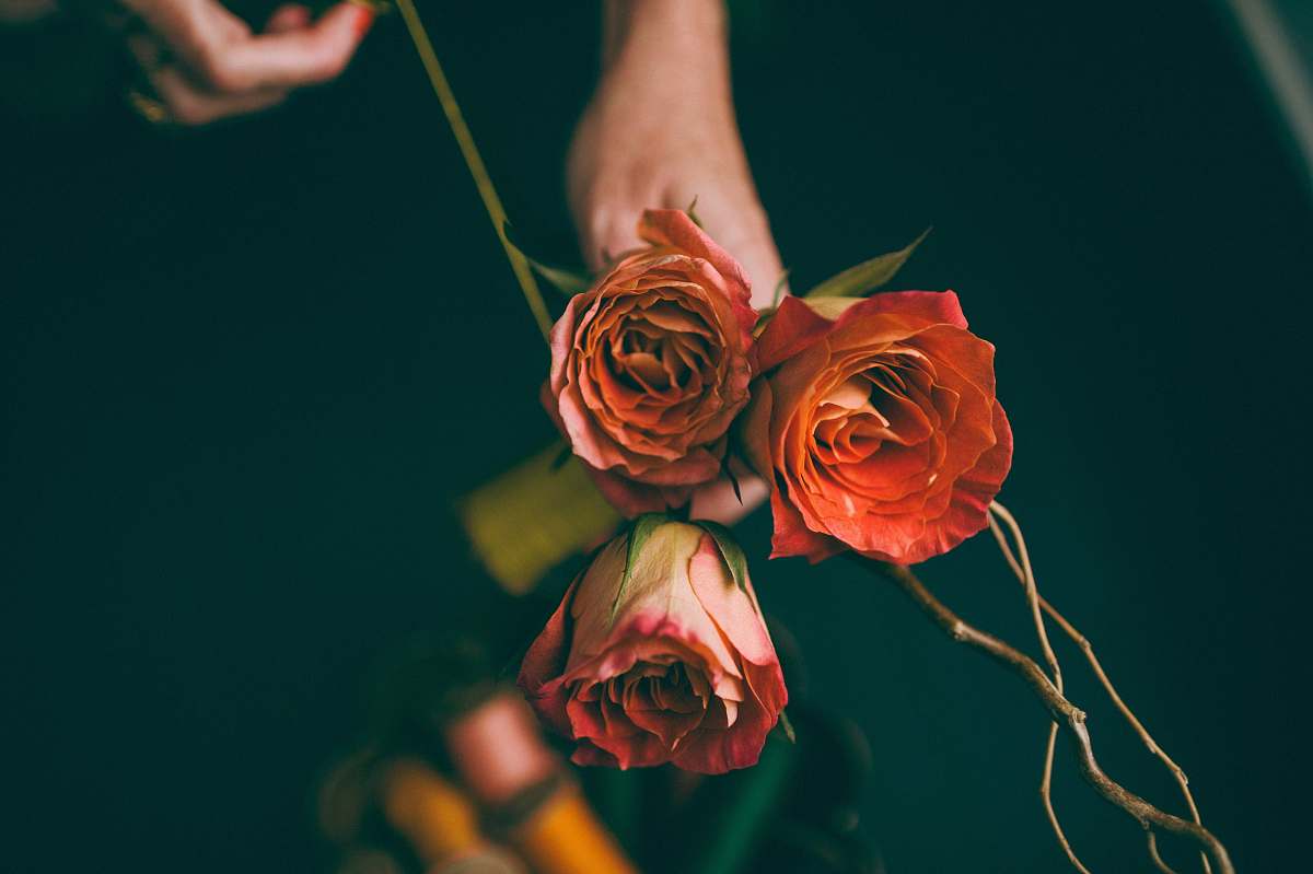 flowers shallow focus photography of three red flowers roses