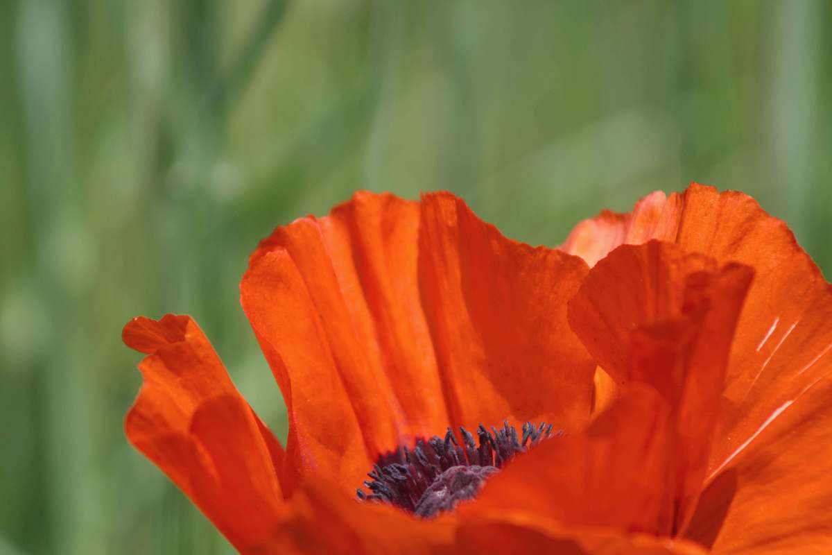 blossom shallow shot of orange flowers poppy