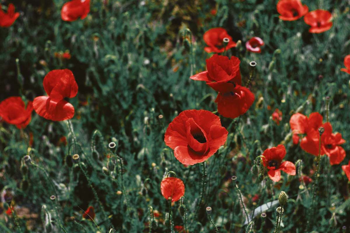 poppy shift-tilt lens photography of red flowers flora