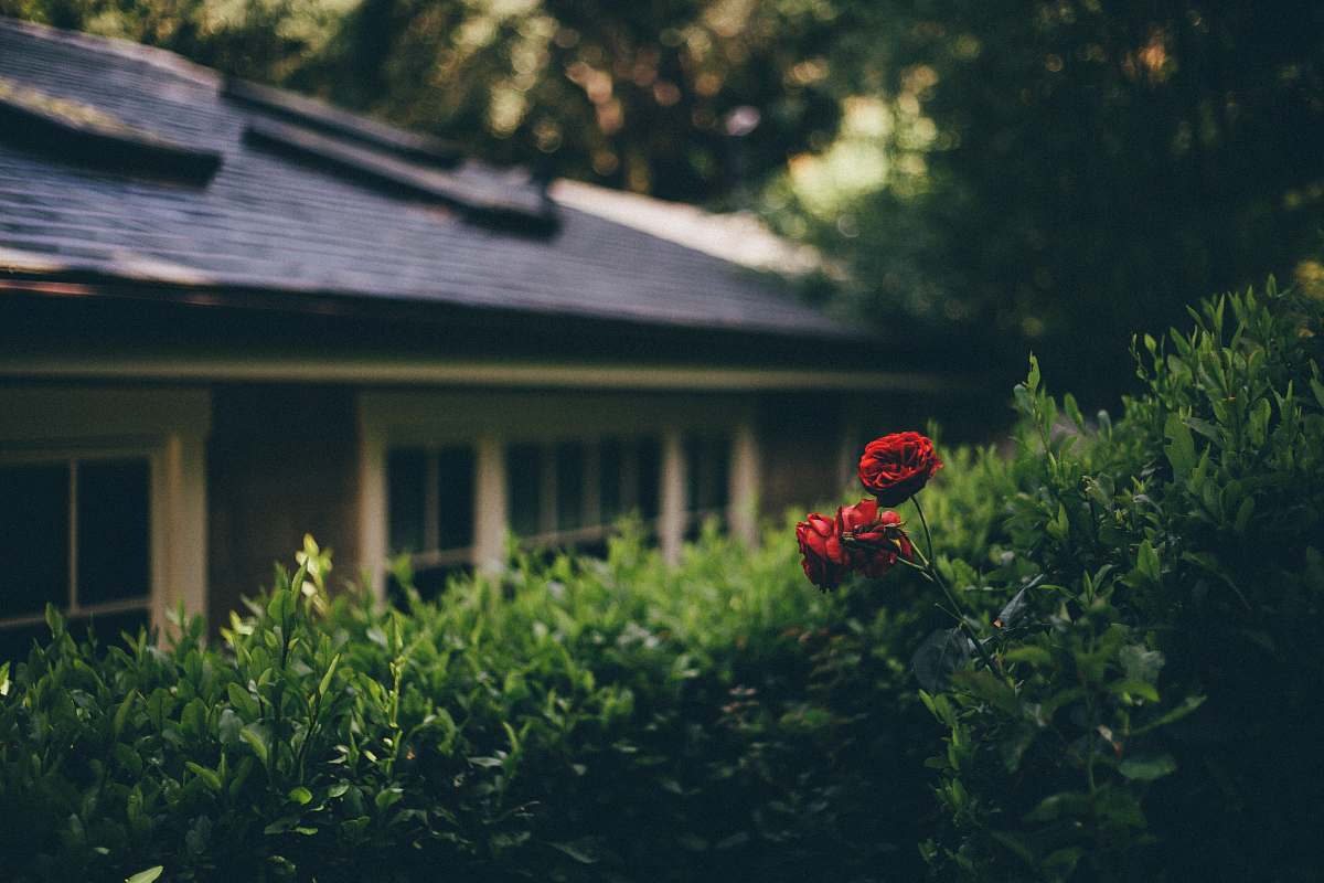 building two red petaled flowers overlooking white house under shade of trees at daytime rose