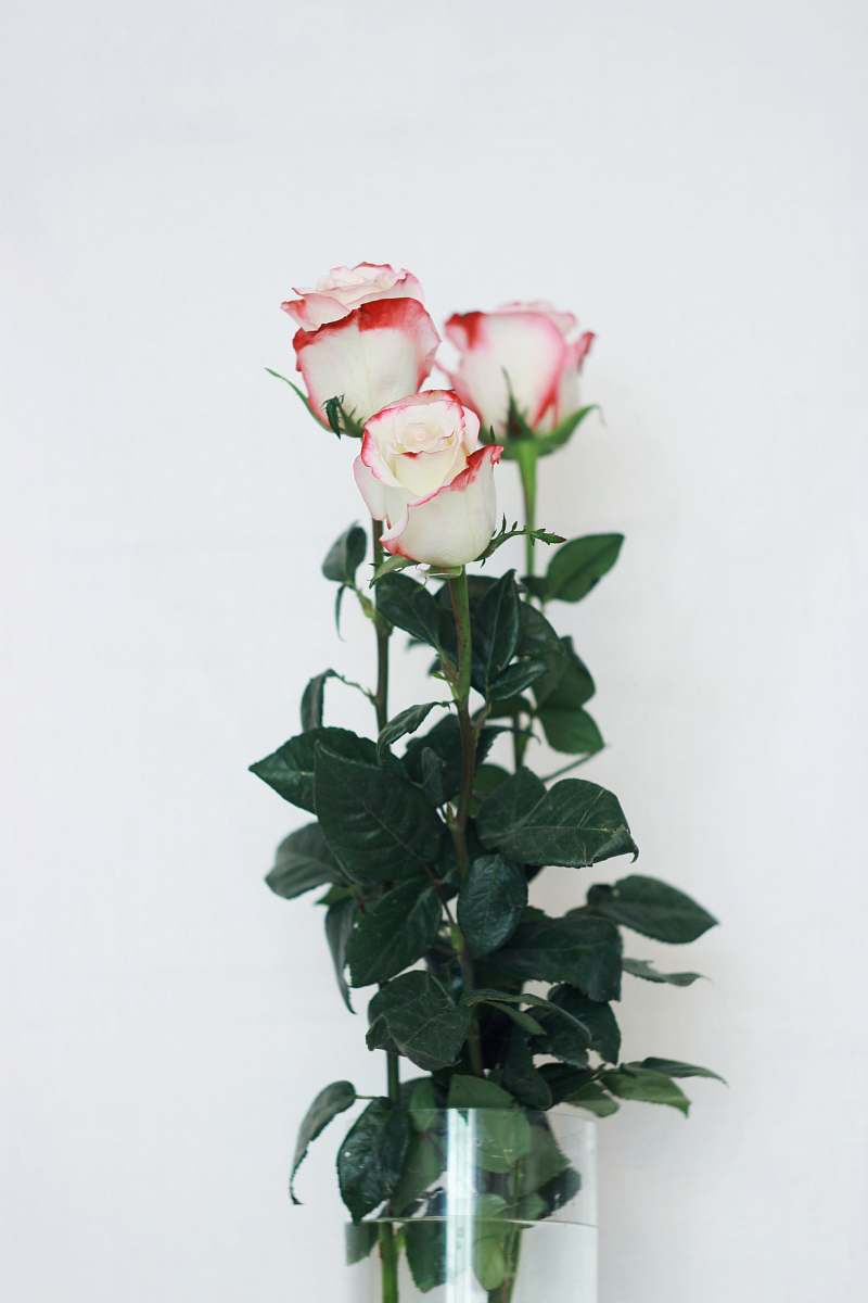 rose white-and-red roses blossom