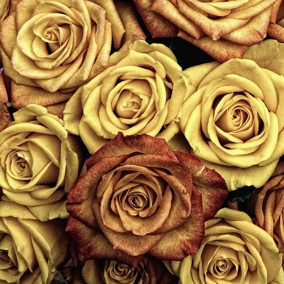 rose yellow and brown roses yellow