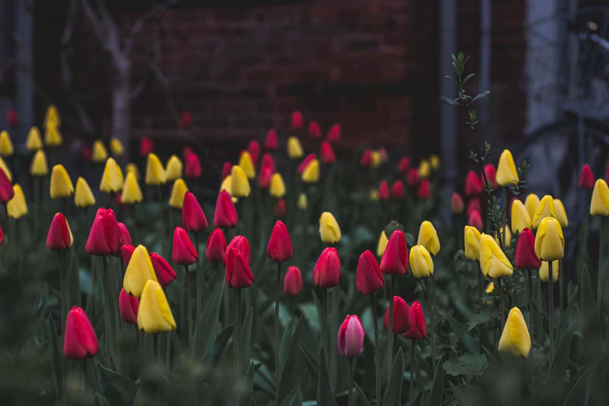 tulip yellow and red tulips field plant