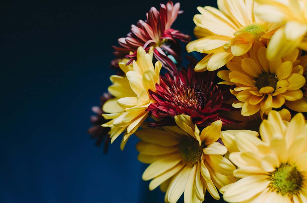 blossom yellow petal flower flower arrangement