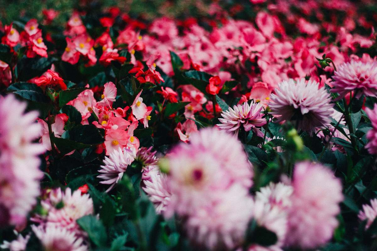 flower red-and-pink flower field at daytime plant