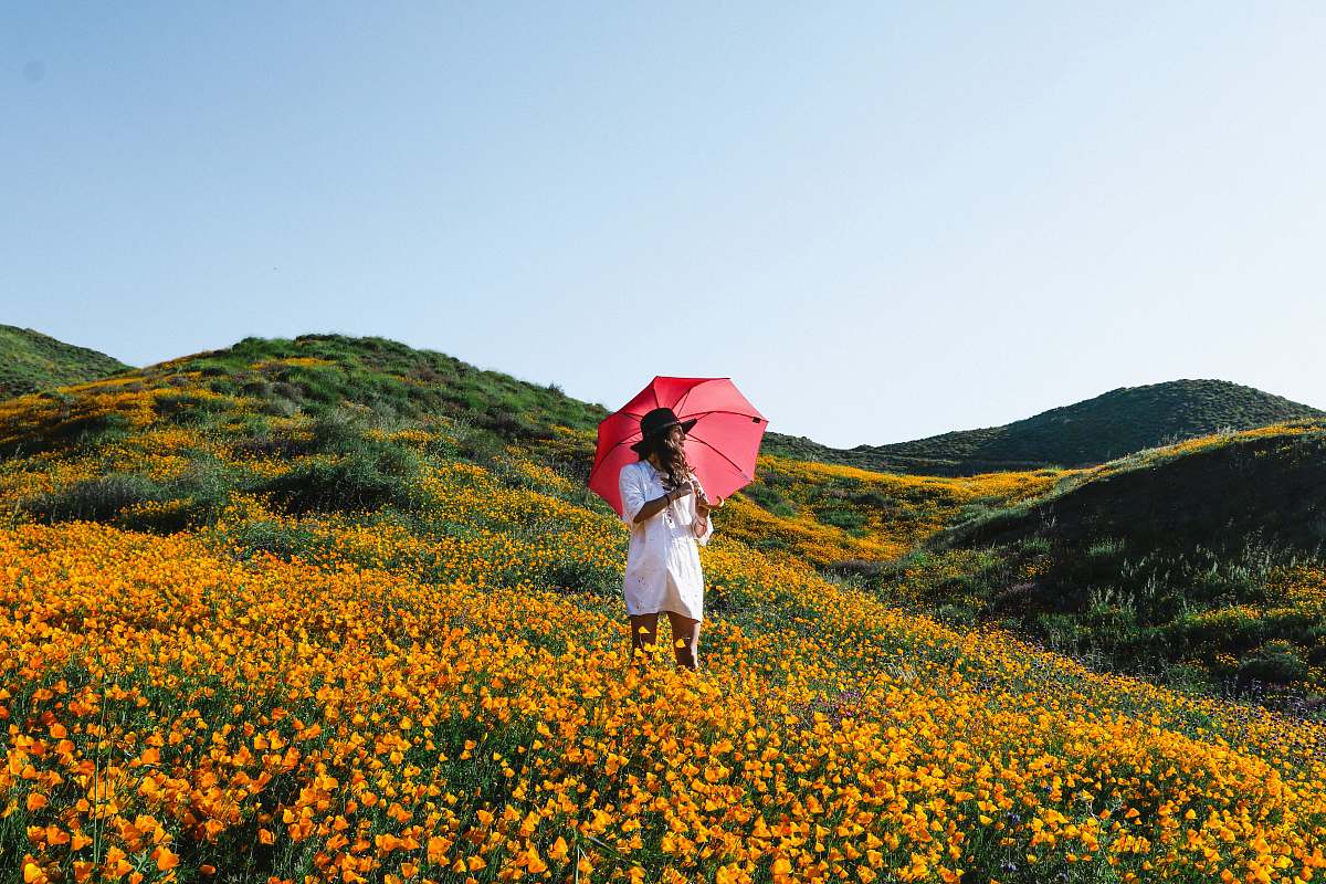 umbrella woman walking on orange petaled flower plant field while holding red umbrella canopy
