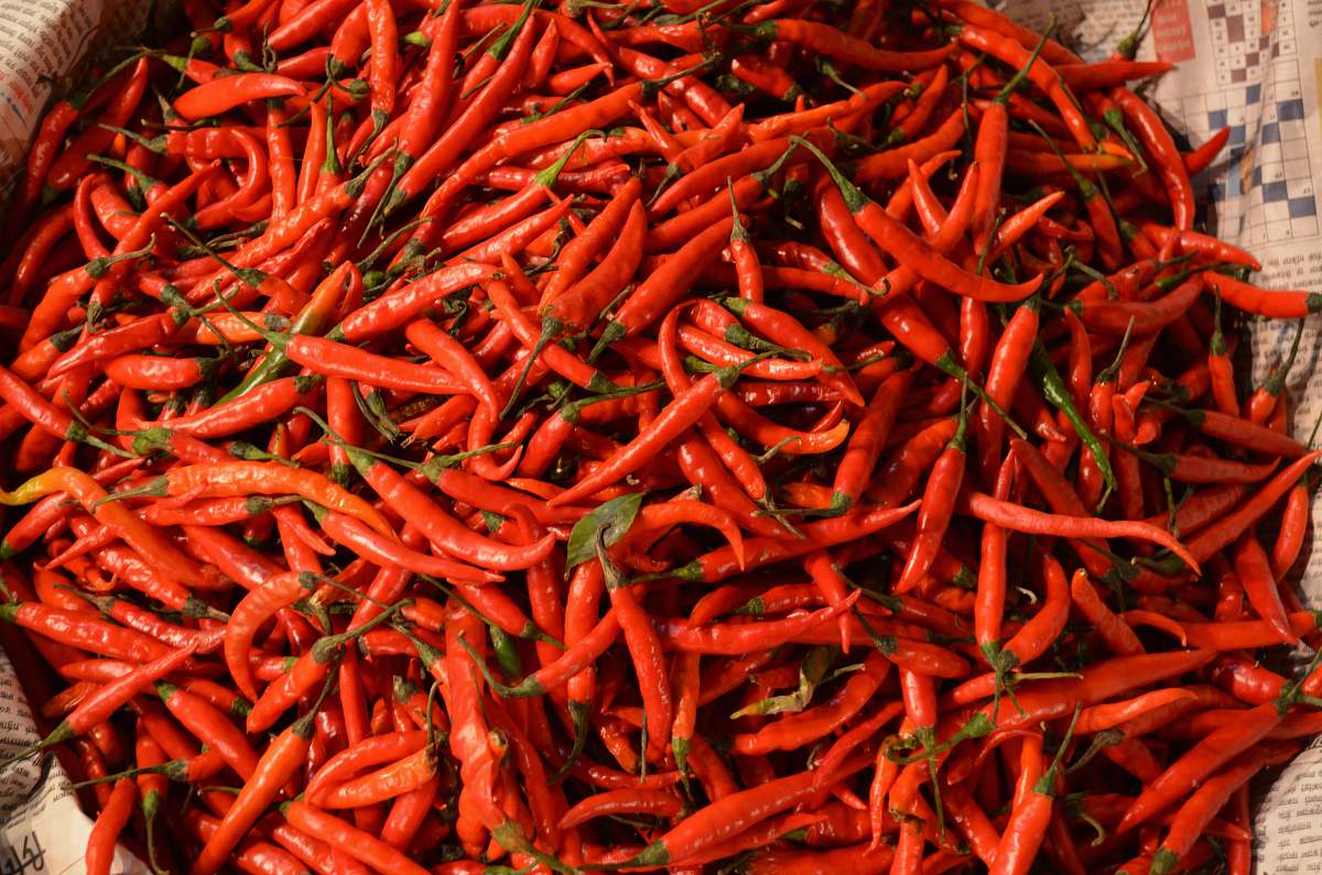 pepper  plant