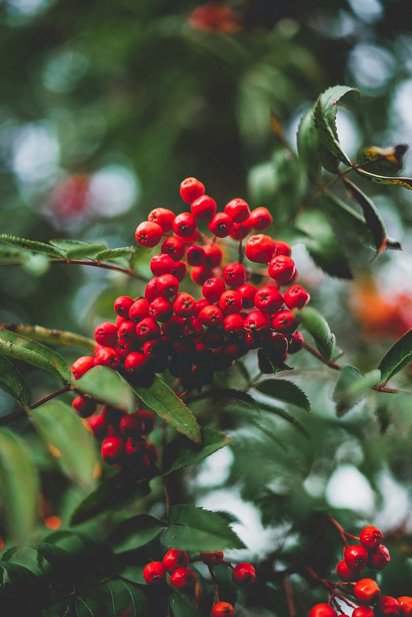 plant bunch of round red fruits fruit