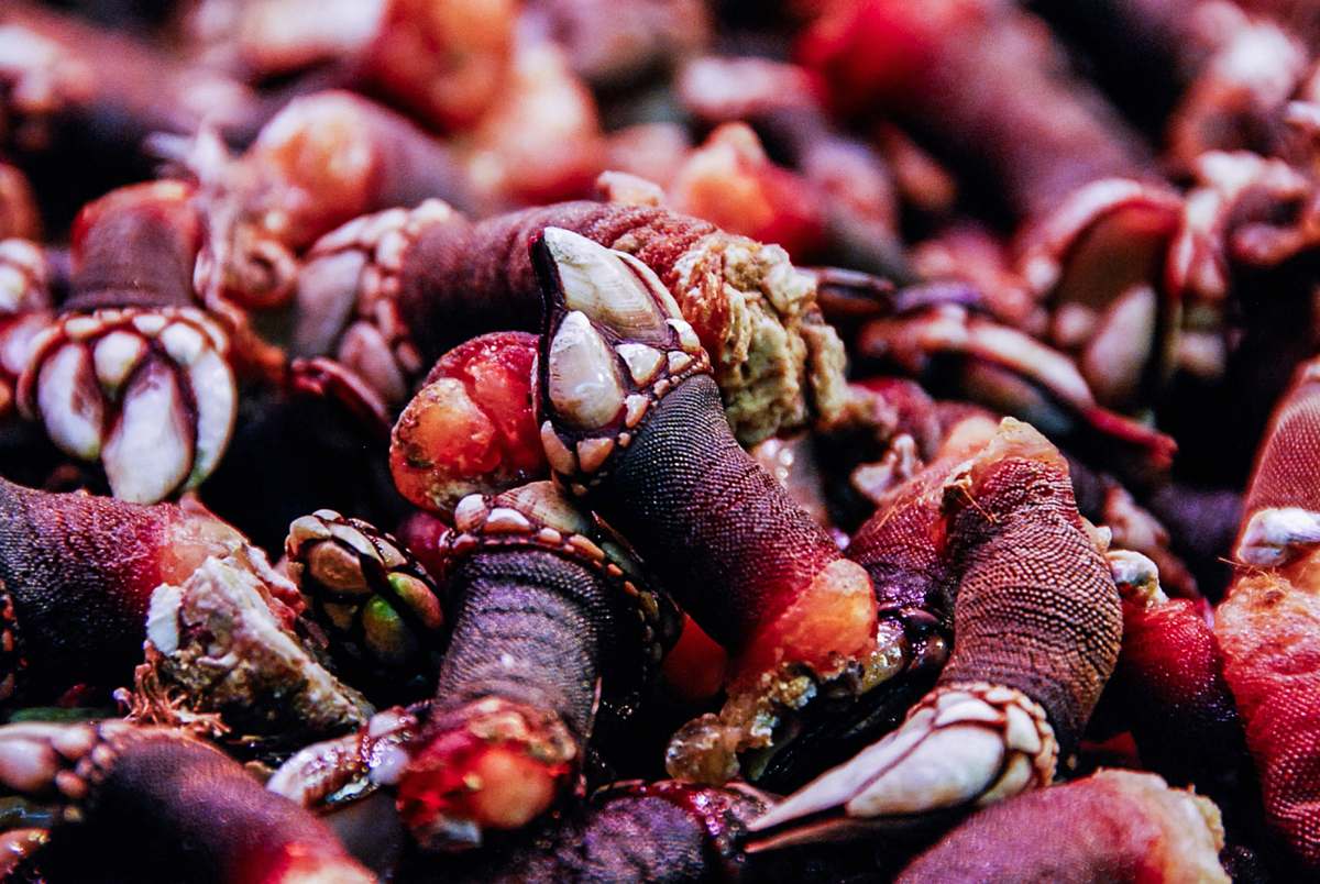 seafood closeup photo of brown animals claws bbq