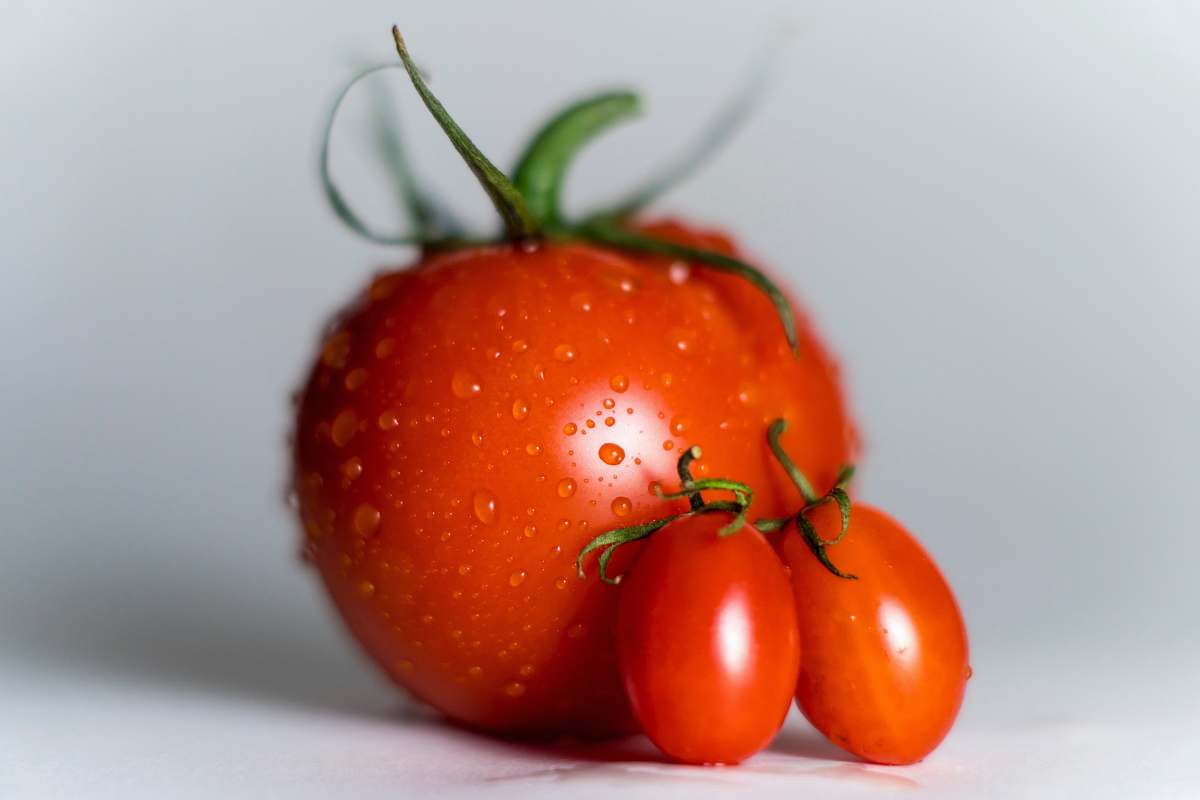 plant orange tomatoes tomato