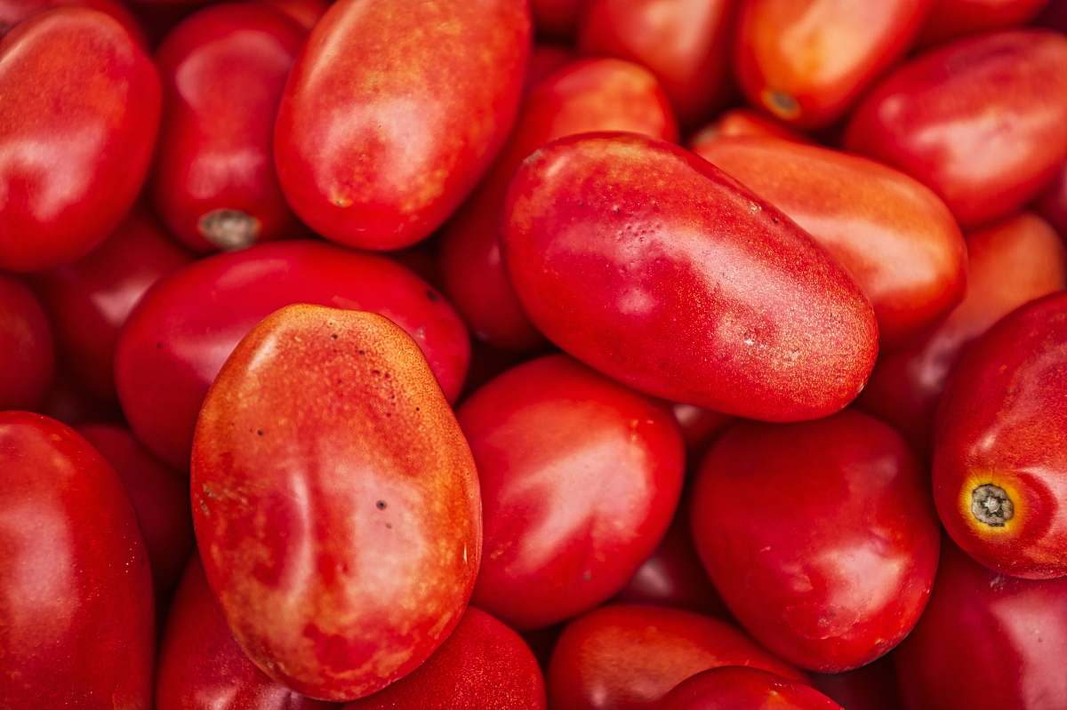 plant red tomato lot fruit