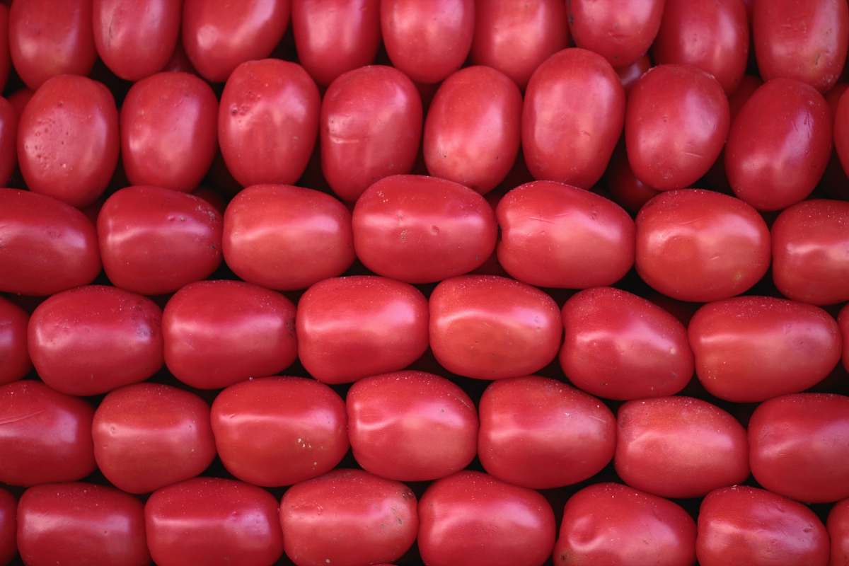 vegetable red tomatoes tomato
