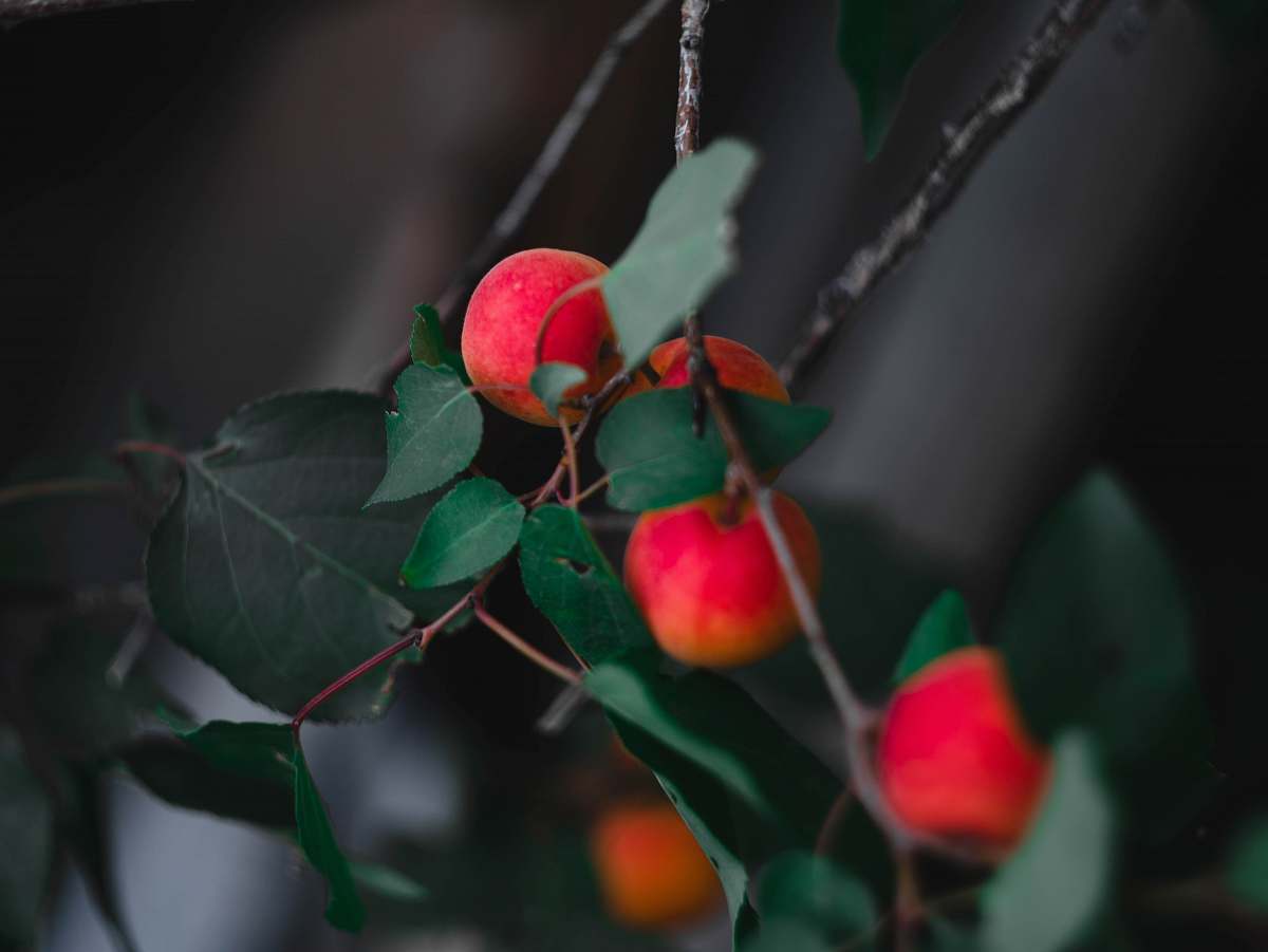 plant round red fruit fruit