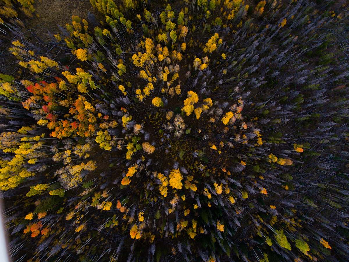 tree aerial view of forest green