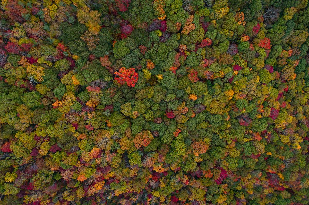 orange aerial view of green forest green