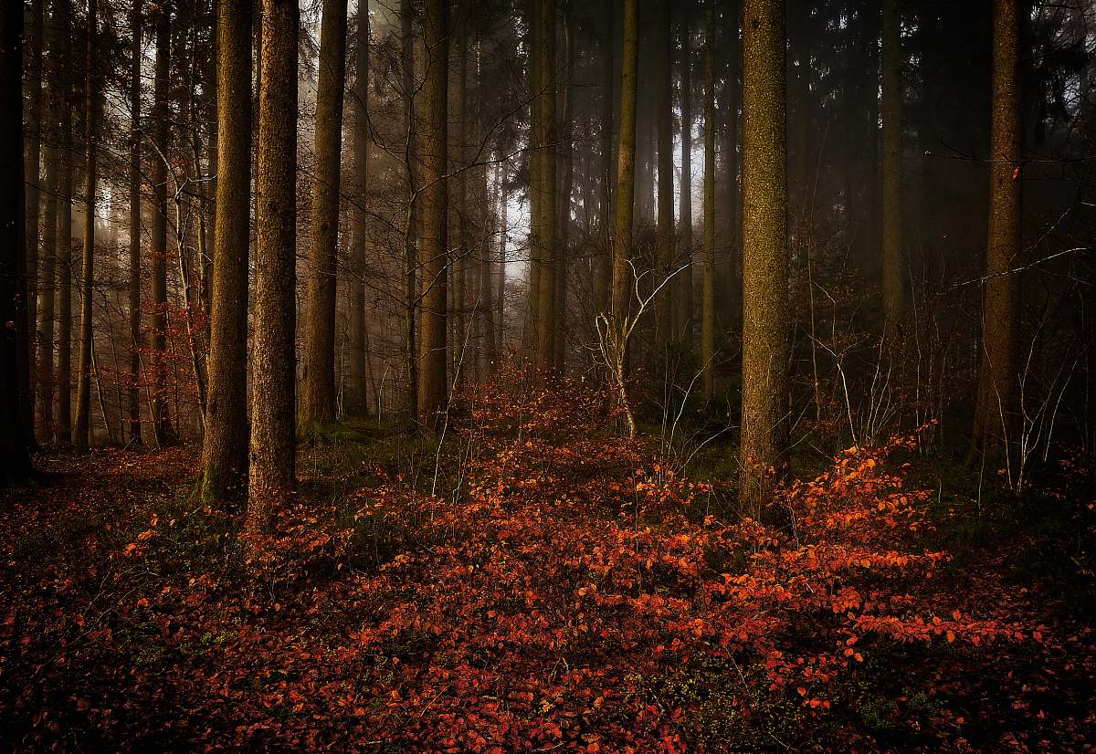 tree landscape photo of forest plant