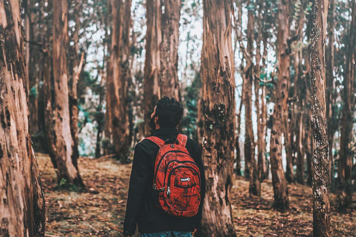 nature man looking on tree in forest ooty