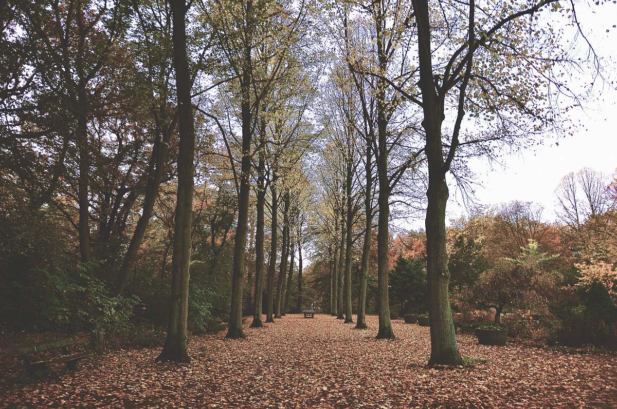nature path in the middle of trees tree