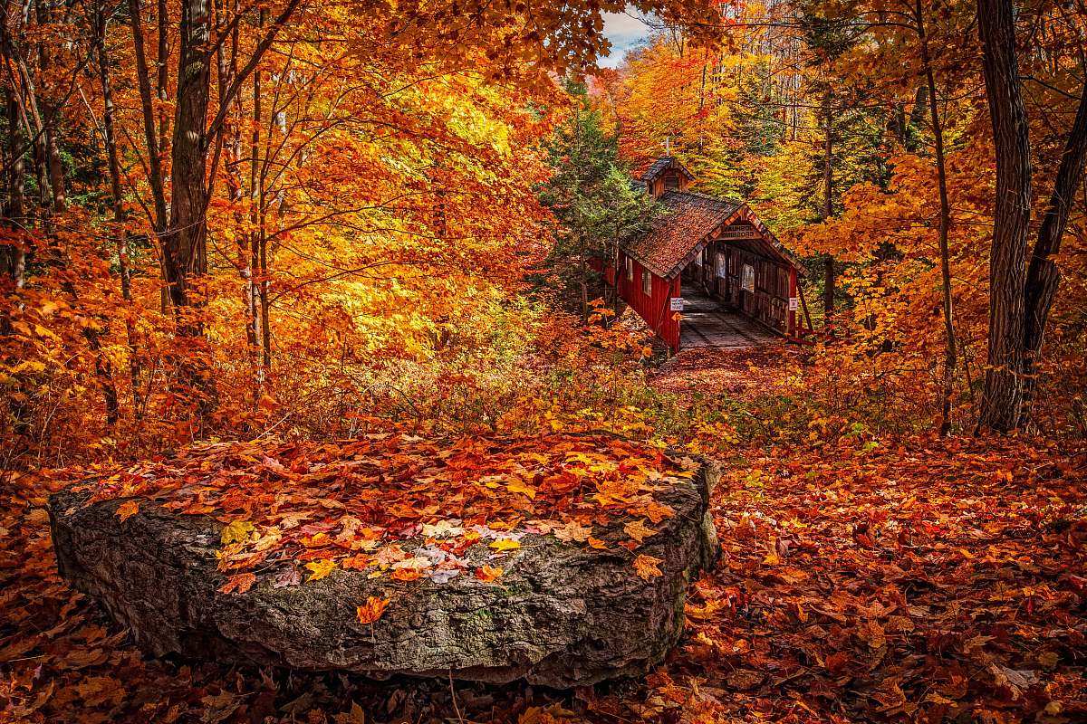 autumn wooden house in forest during day leaves