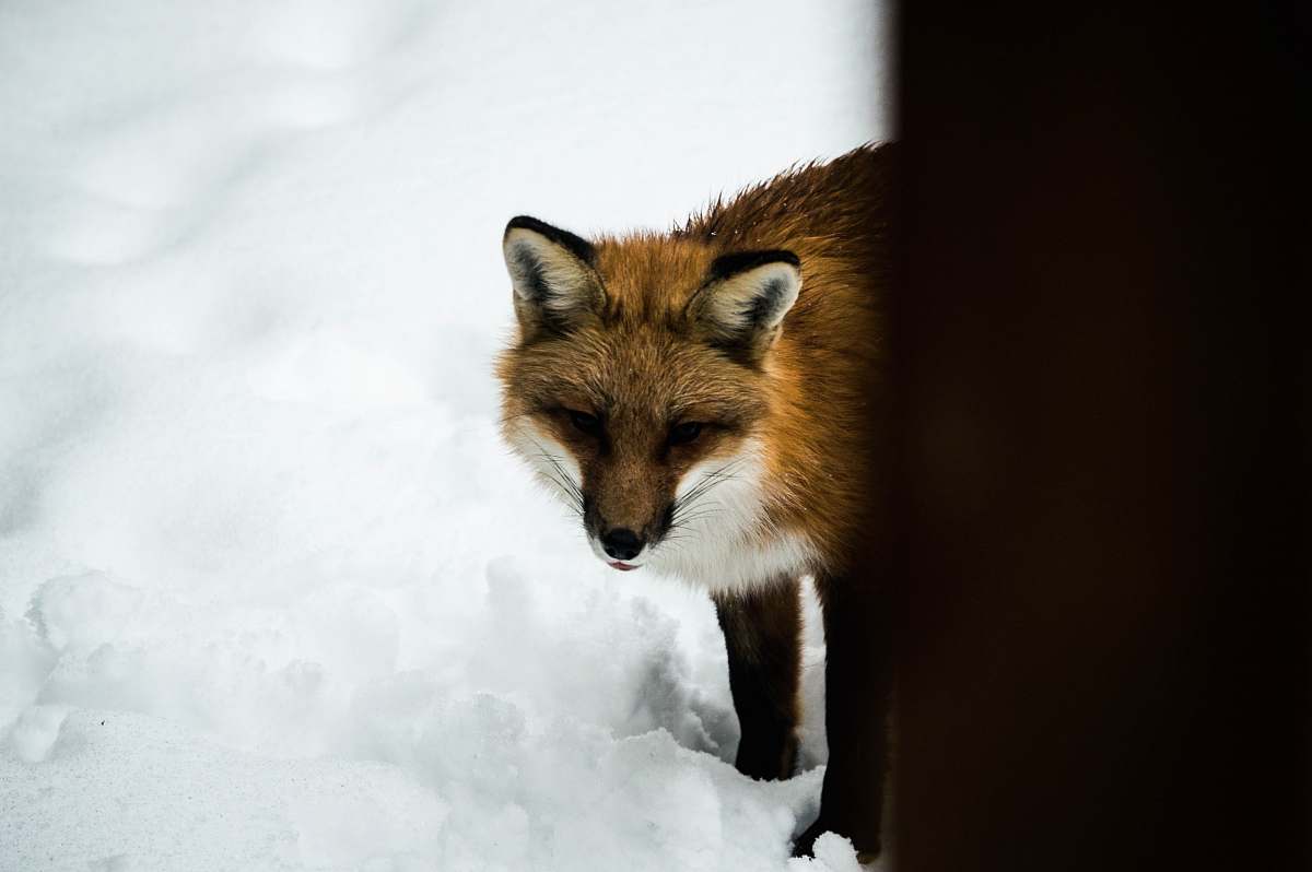 wildlife orange fox standing on snow during daytime animal