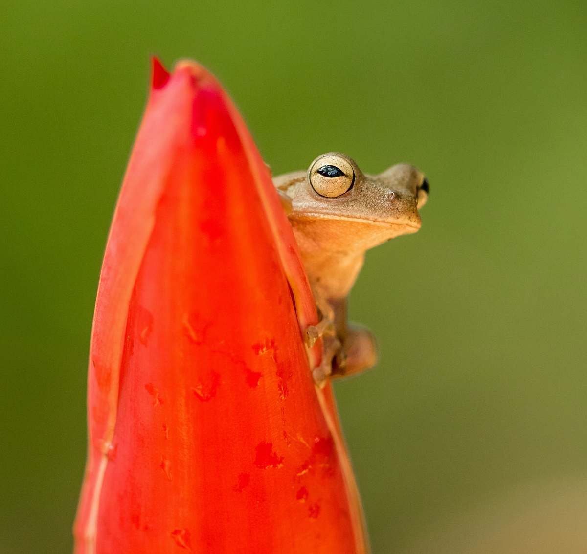 animal selective focus photography of brown frog on red plant amphibian