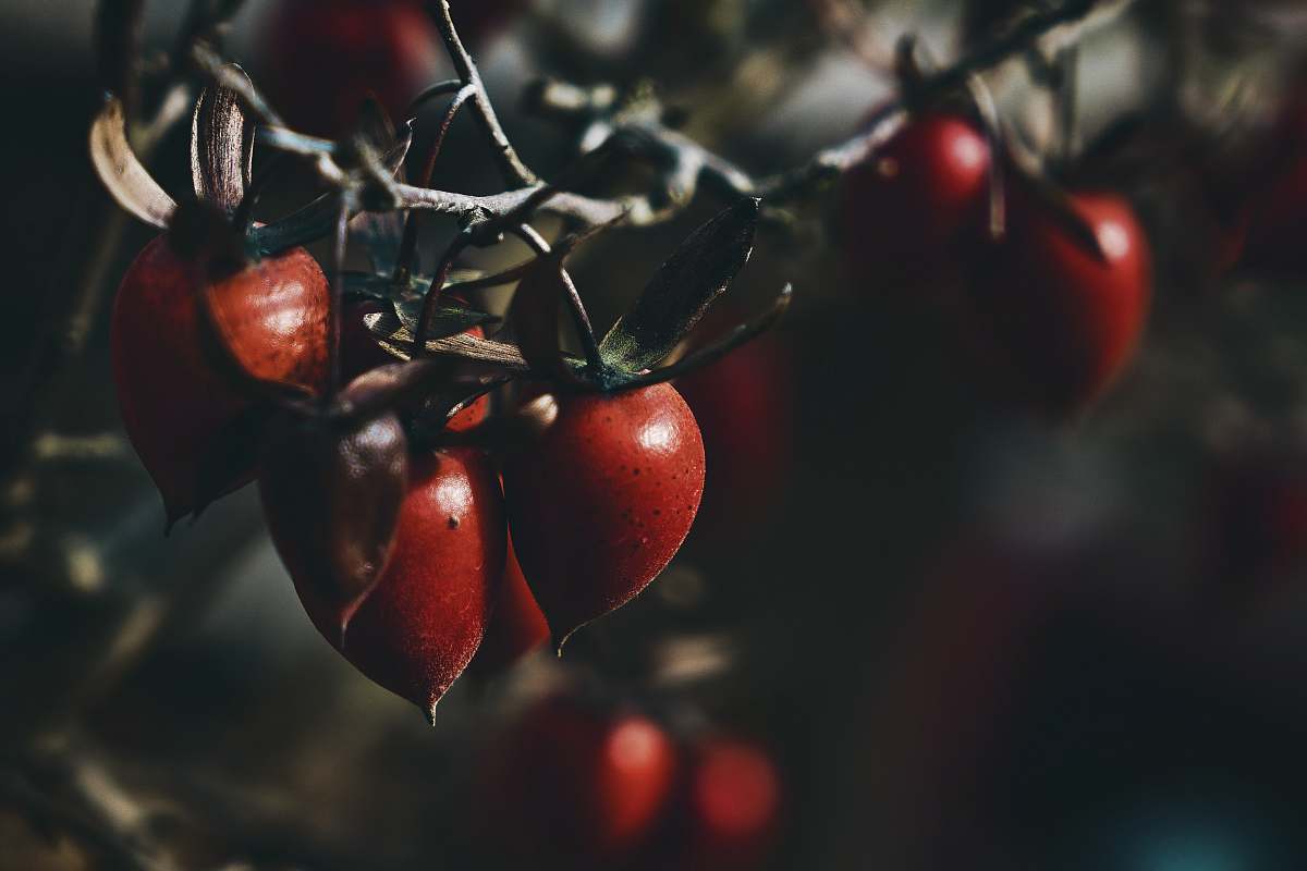plant closeup photography of red fruit food