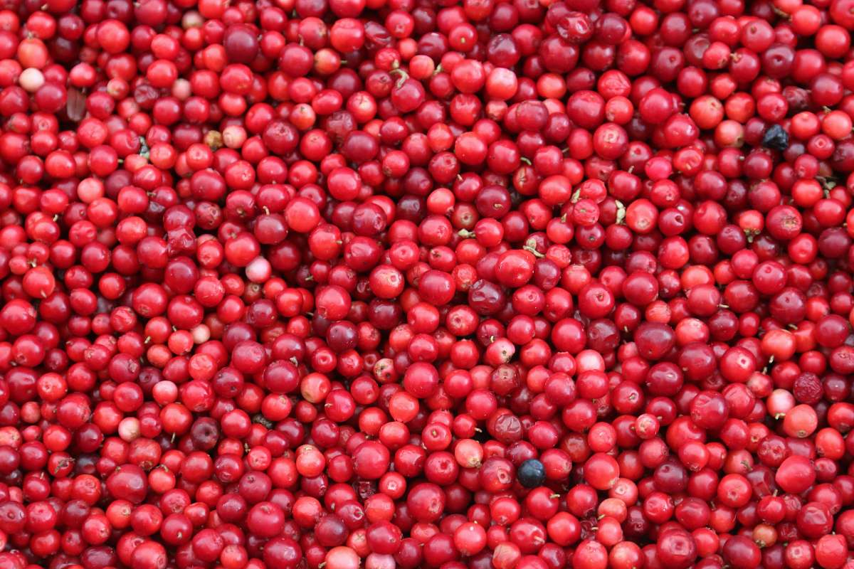 cherry Jamaican cherries red