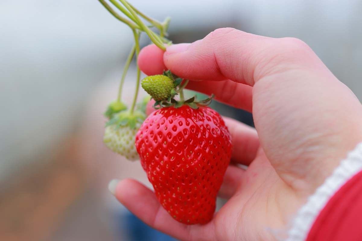 strawberry person holding red strawberry flora